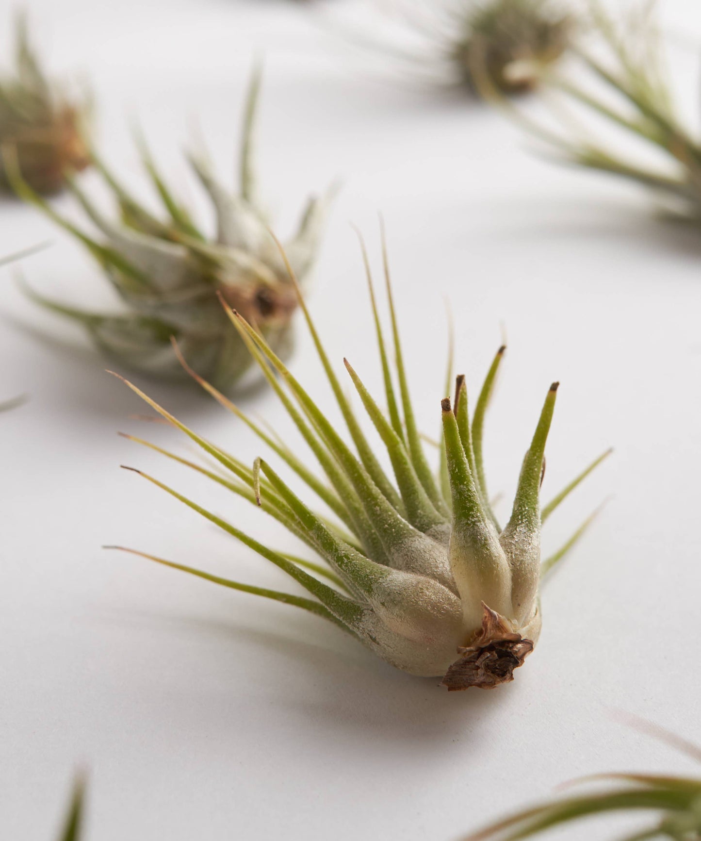 Home Botanicals - Assorted Tillandsia Mini Tropical Air Plants