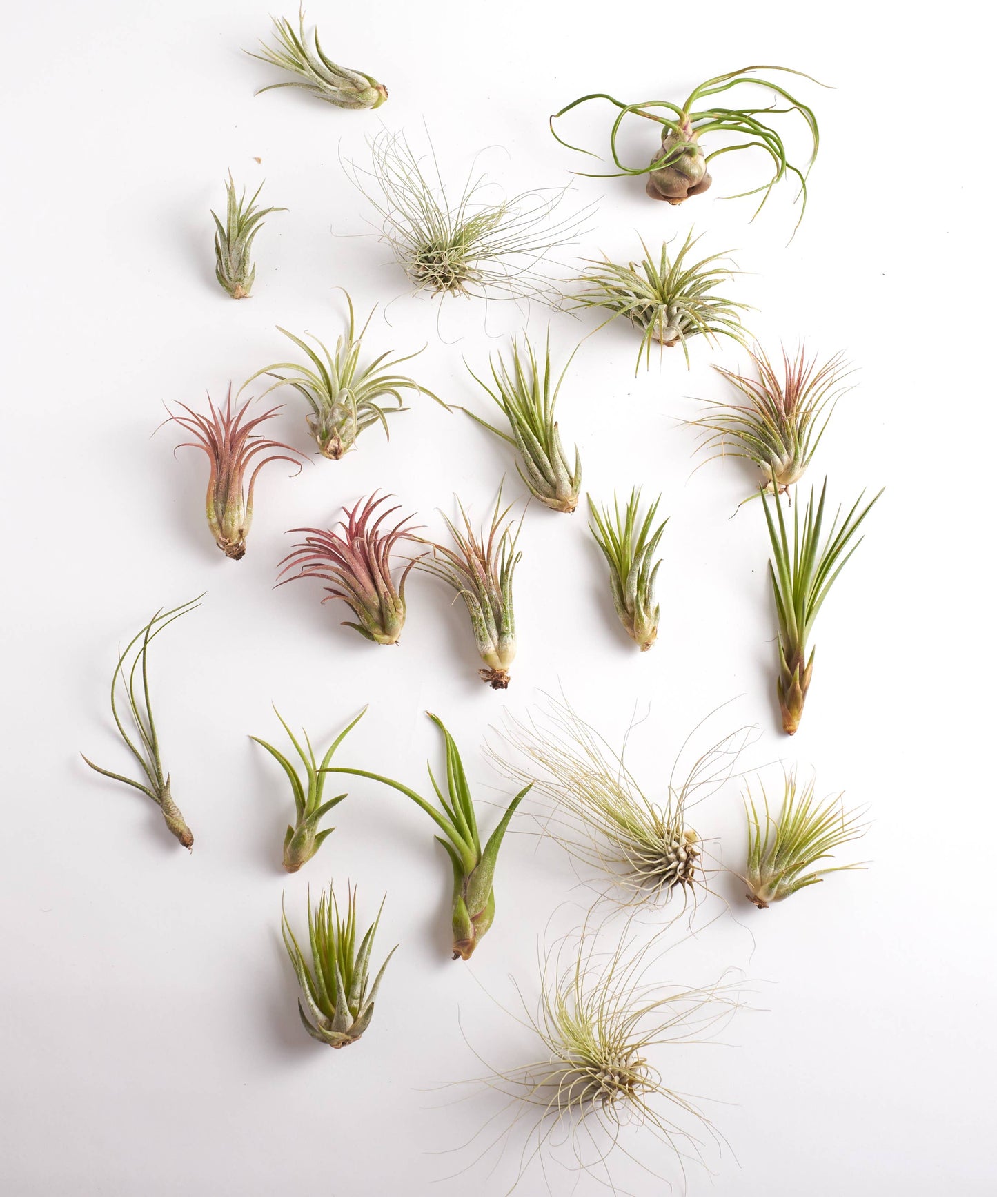 Home Botanicals - Assorted Tillandsia Mini Tropical Air Plants