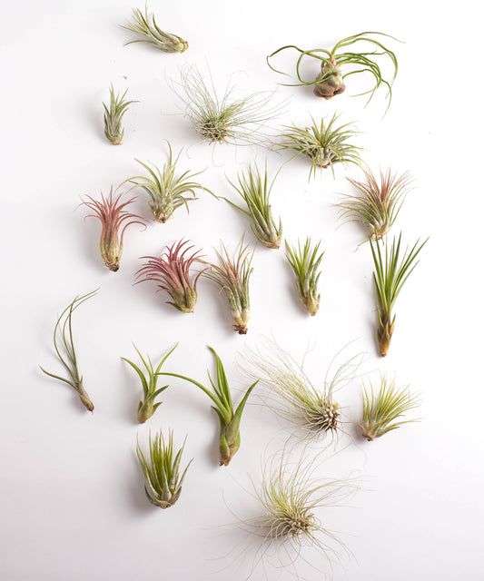 Home Botanicals - Assorted Tillandsia Mini Tropical Air Plants